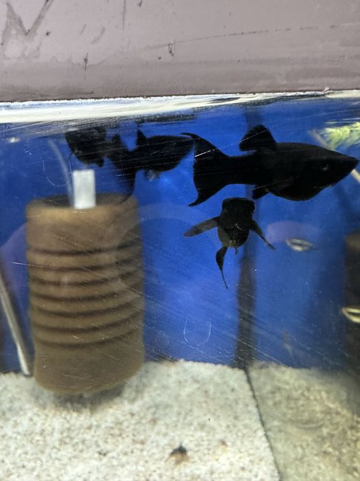 Molinezja czarna ksiezycowa od Max Zoo