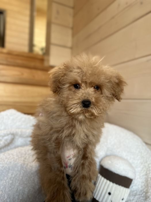 VIP мальтипу baby face f1 мини беби фейс кремового окраса