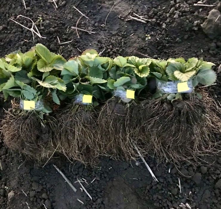 Саджанці полуниці різних сортів