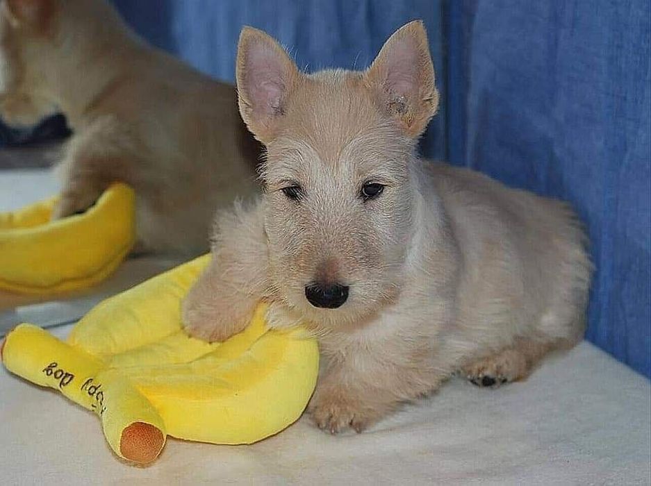 Скотч тер'єр. Хлопчик. Пшеничного кольору.