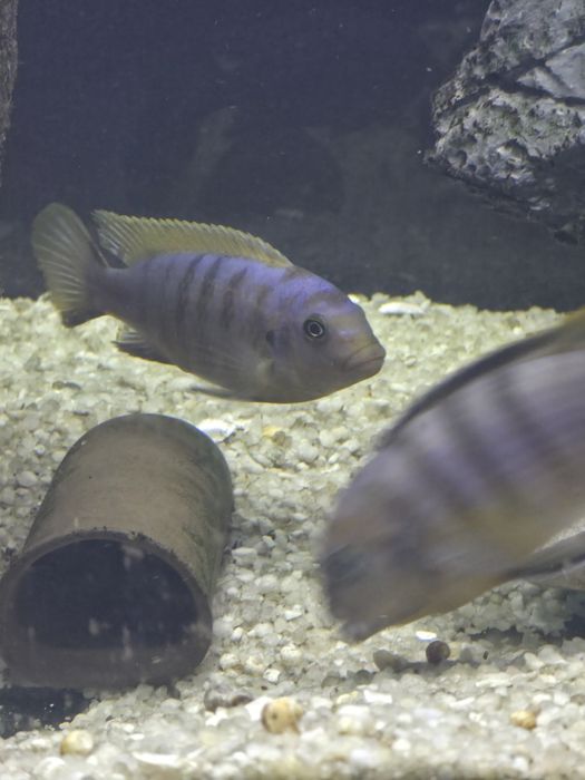 Ciclideos africanos para venda