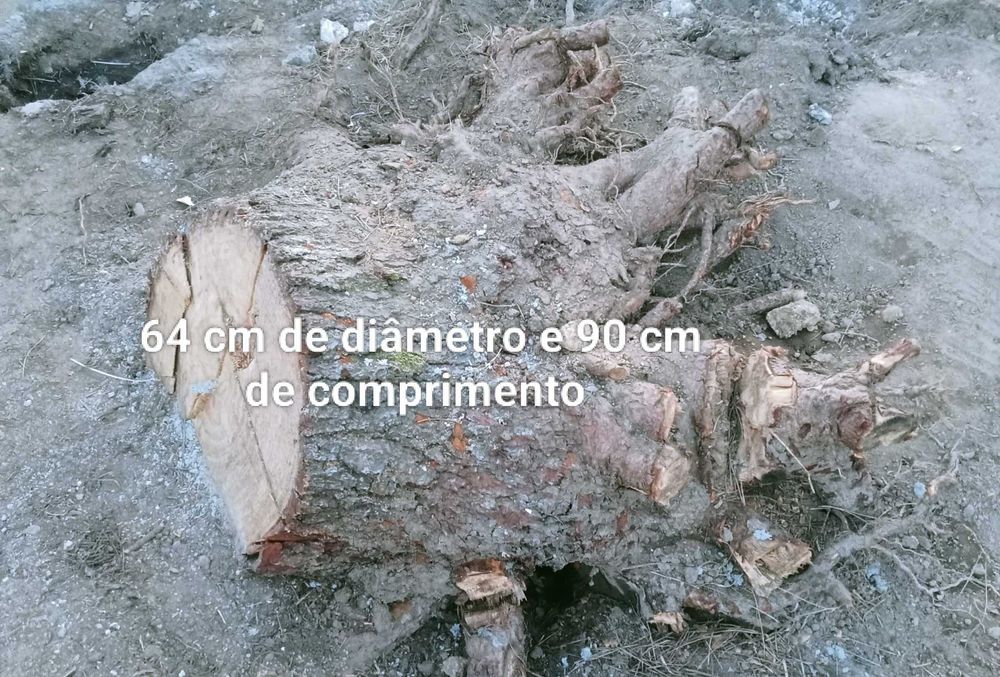 Troncos de pinheiro