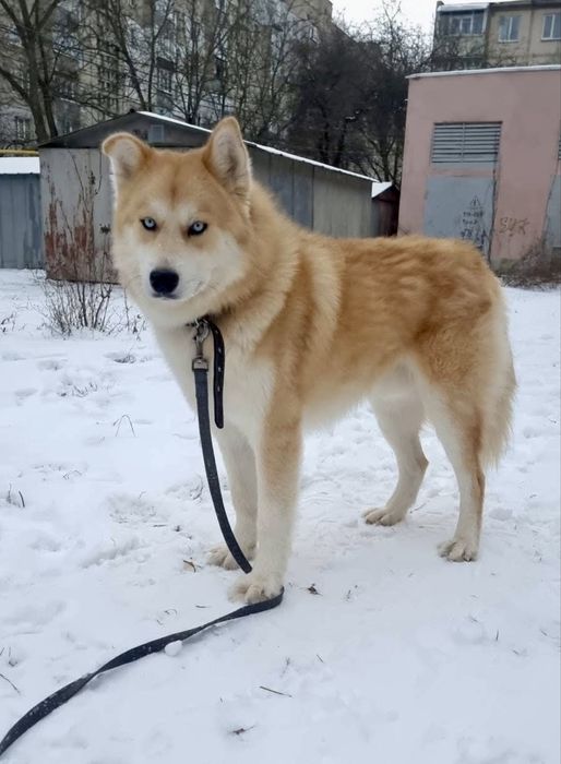 Терміново‼️Пошук родини для Патріка‼️