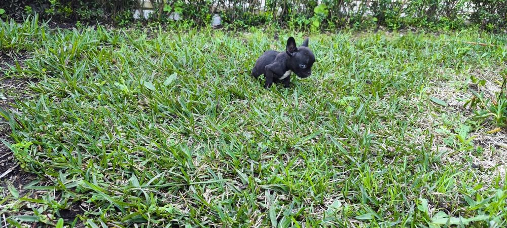Bulldog francês criado em ambiente familiar disponível para entrega im
