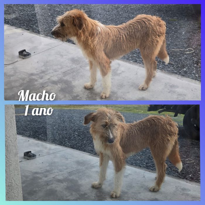 Cão para adoção responsável