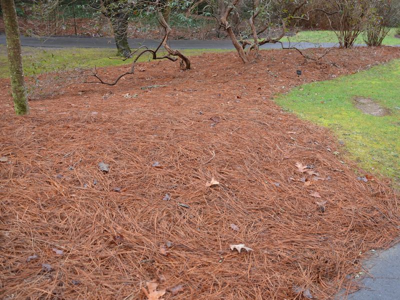 Сосновий Хвойний опад для лохинисоснова мох  кора гол