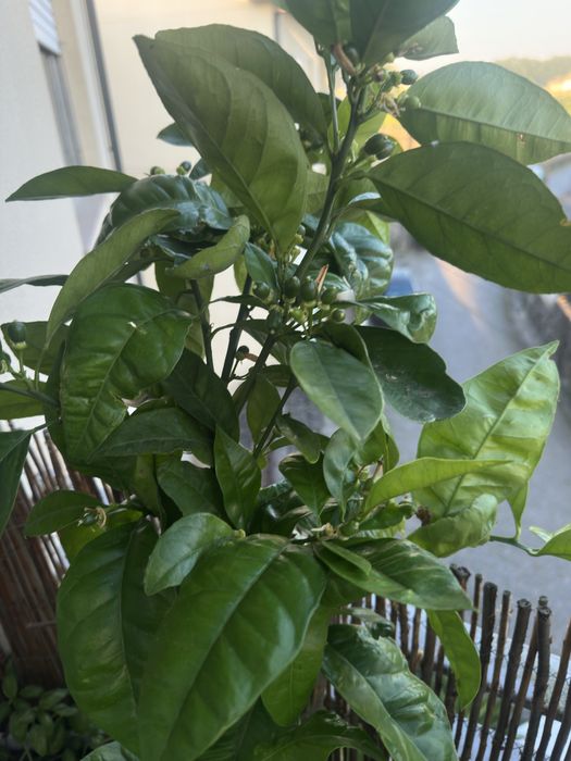 Laranjeira sanguinea com fruta