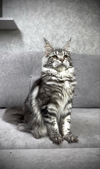 Дівчинка чорний мармур на сріблі