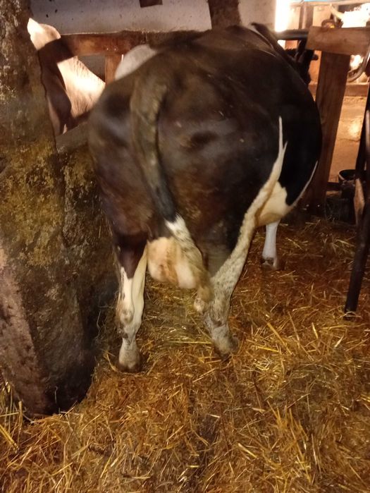 Krowy mleczne trzy sztuki