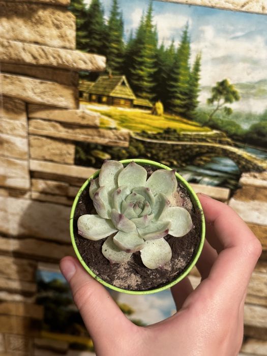 Продам каменную розу