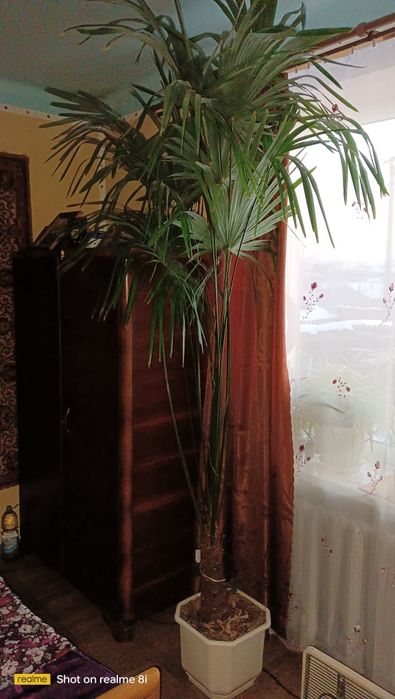 Пальма вієвна італійська