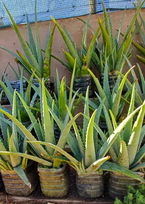 Aloe Vera (em vaso)