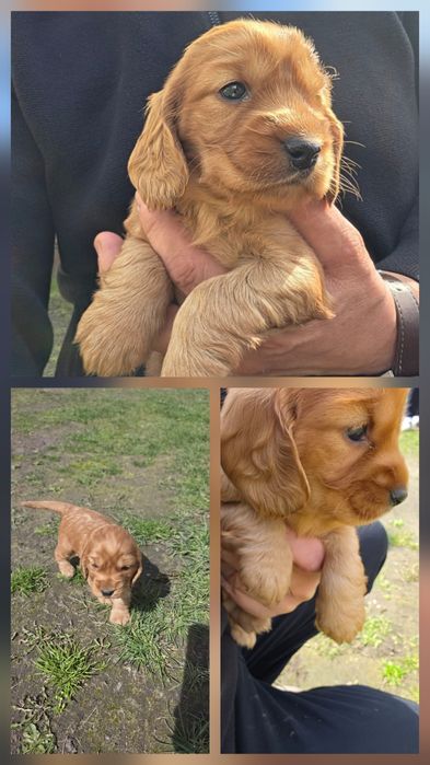 Cocker Spaniel Angielski