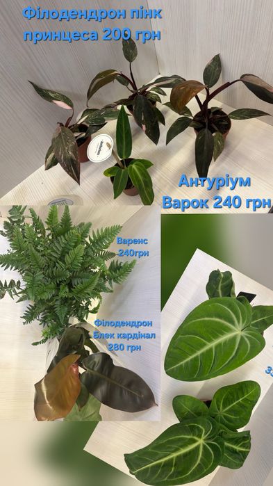 Кімнатні квіти вибір