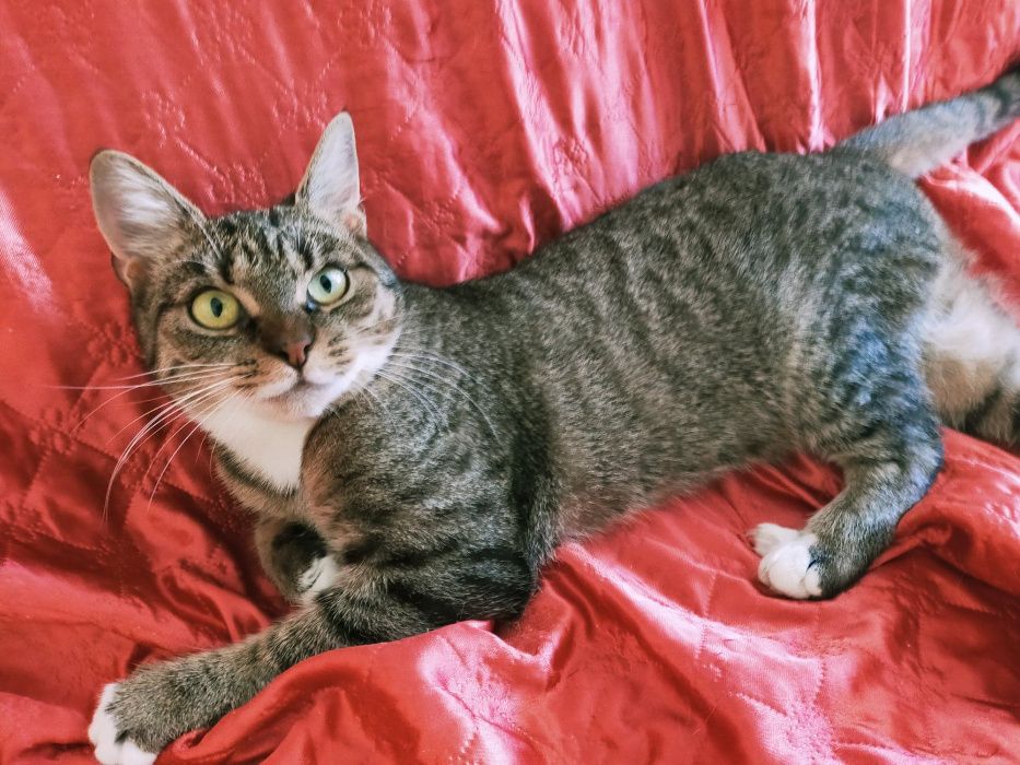 Psotka z Fundacji MIASTO KOTÓW