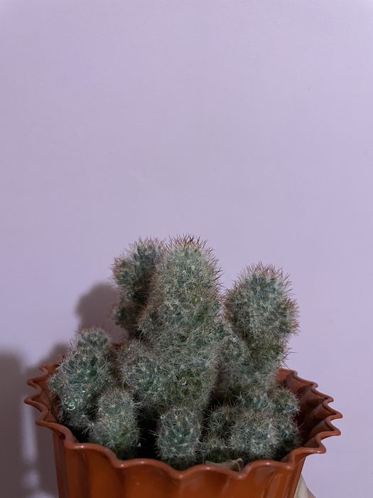 Кактус, вазони