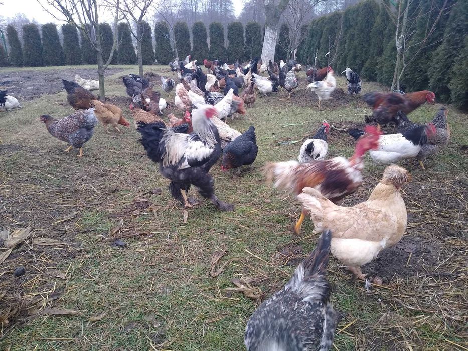 Kurki zagrodowe z miksami. Jaja lęgowe - Wysyłam