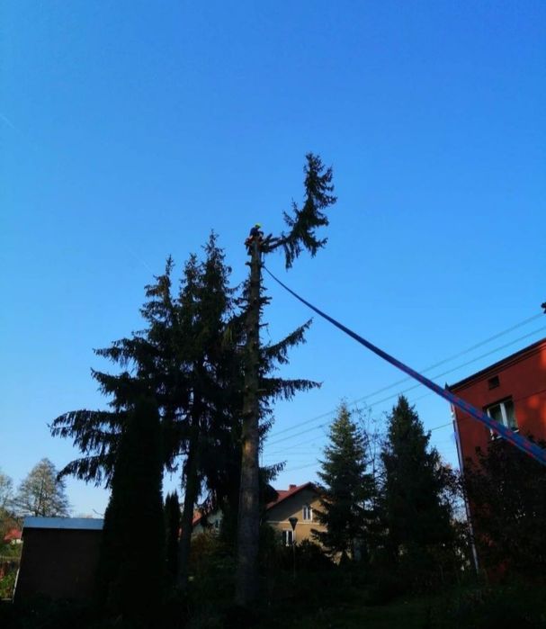 Wycinka drzew i krzewów metoda alpinistyczna