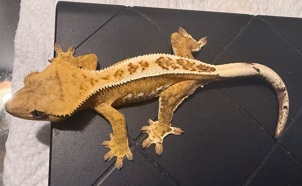 Gekon orzęsiony Crested gecko, pinstripe