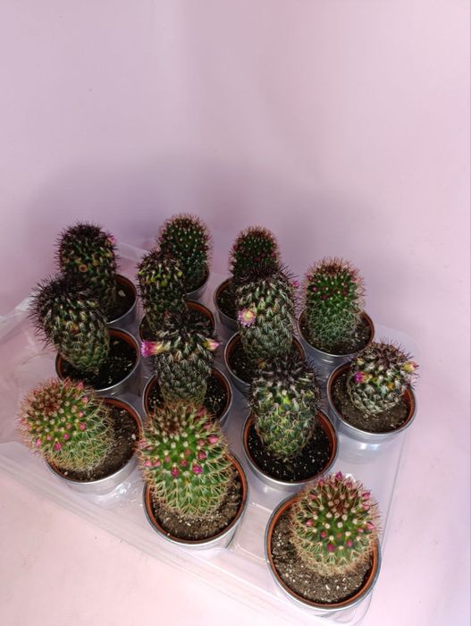 Камелія.Лілія.Кактуси.Калатея.Троянда.