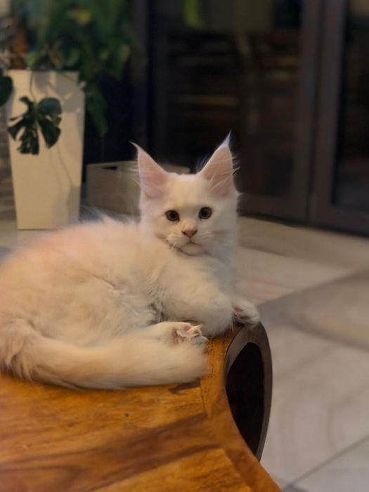 Kocurek rasy maine coon