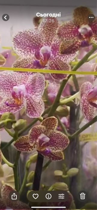 Орхідеї підлітки