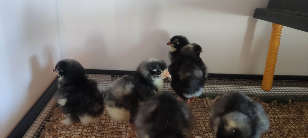 Malines desde 5 dias