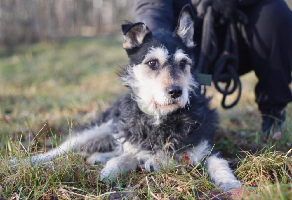 Kochany, wesoły i przyjacielski Gutek czeka na dom!