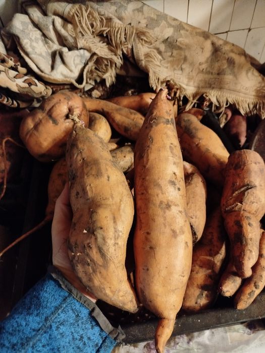 Батат різних сортів