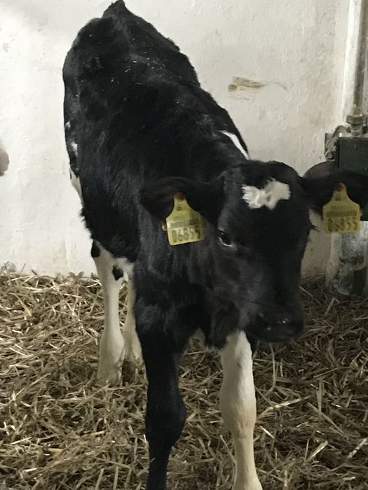 Sprzedam cielaki byczki i jałóweczki z kartami