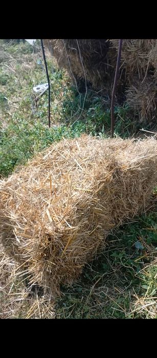 Продам сіно тюковане