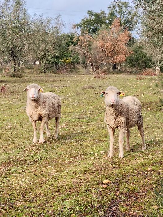 Ovelhas Merino Puras