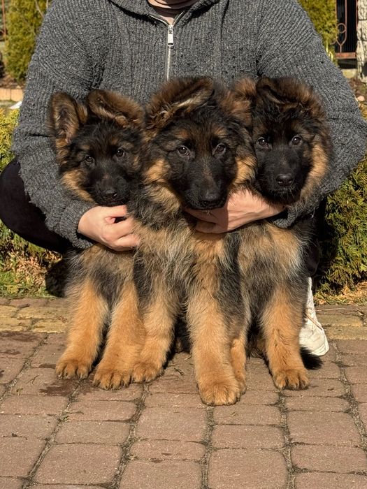 Owczarek Niemiecki Długowłosy ZKwP / FCI szczenię