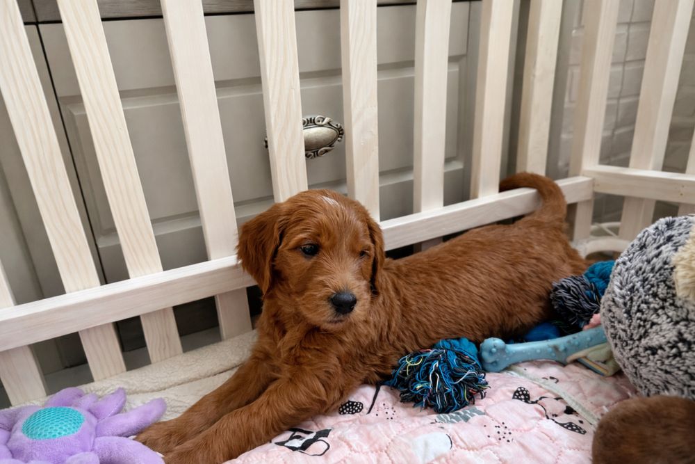 Голдендудль ( лабрадудль)