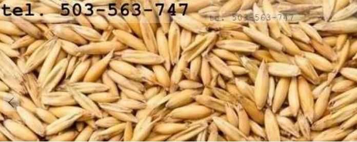 Sprzedam owies ekologiczny z 2025 r.