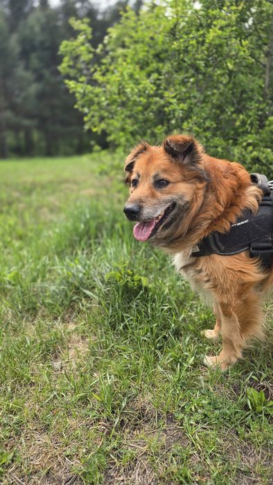 MAX, przyjacielski psiak szuka domku!