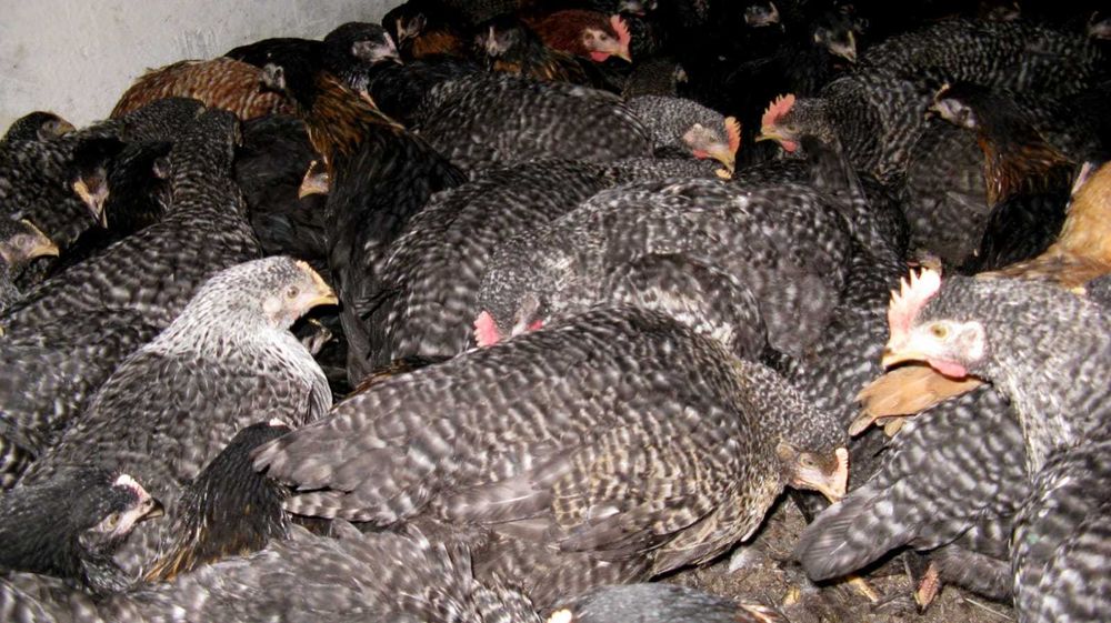 Kury nioski młode Rosa Messa Dominant Tetra Leghorn Dowóz Gratis