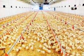 Продам яйце бройлера для інкубації.