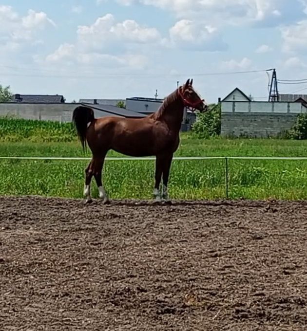 Kasztanowata klacz rasy KWPN