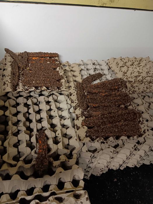 Sprzedam Wyleg Karaczana Argentynskiego