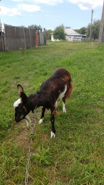 Молодая козочка коза