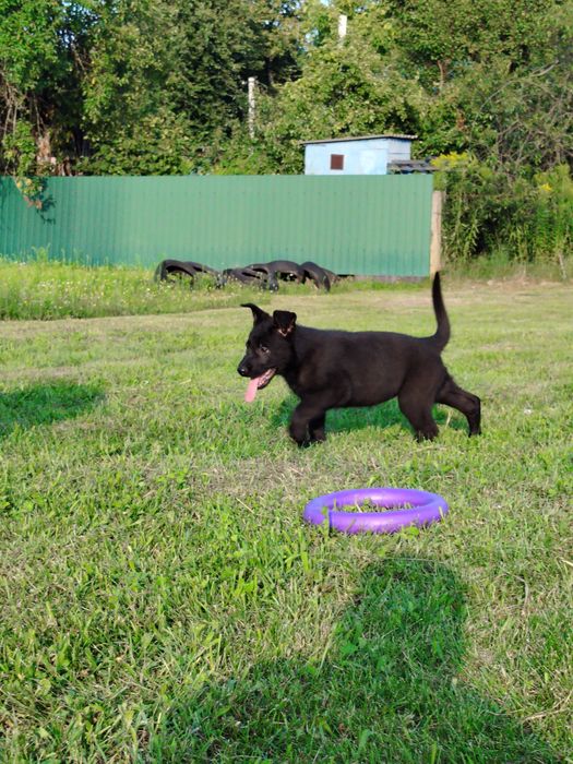 Східноєвропейські вівчарки