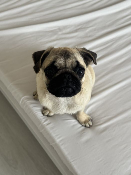 Чудові  мопсятка