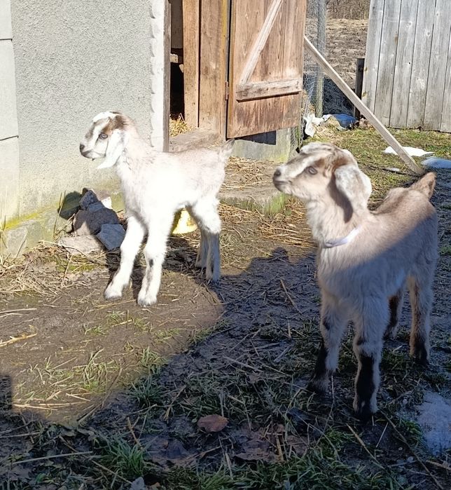 Кози, козички, козлики