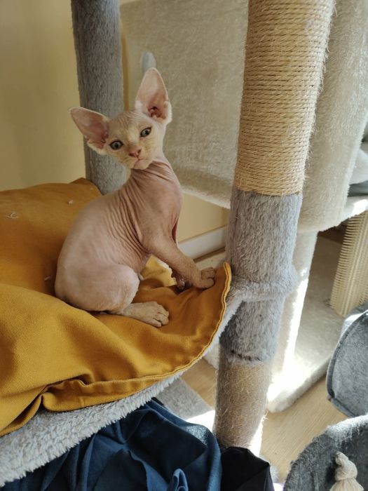 Kremowy kocurek Devon rex