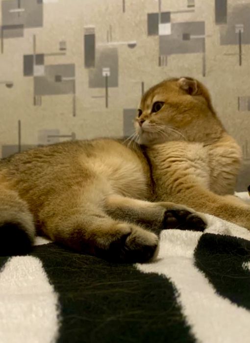 Вязка з золотим шотландським котом