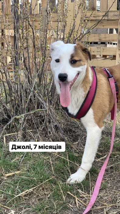 Собачка у пошуку родини