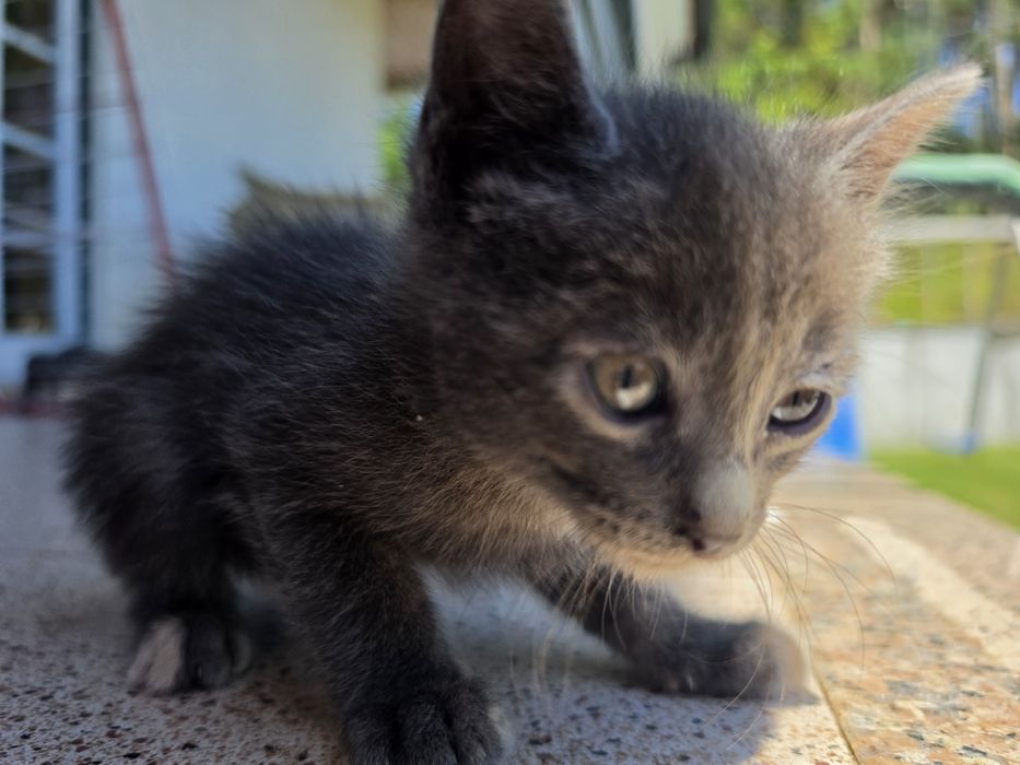 Gatinhos para adoção