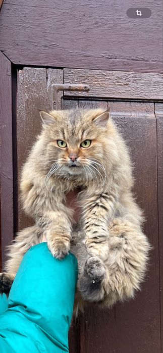 Гарна кішечка шукаєдім