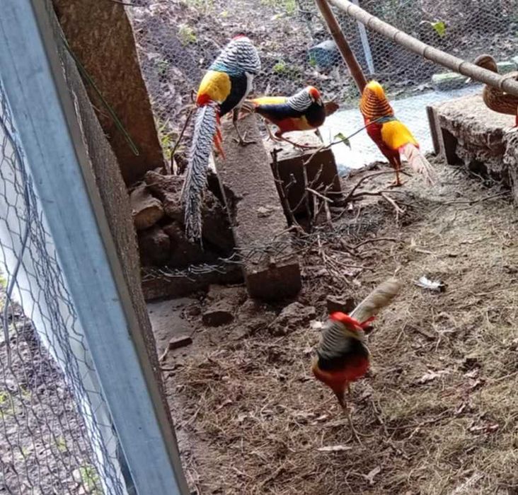 Faisão dourado/lady